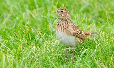 Sky lark / Veldleeuwerik