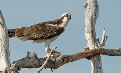 North American Osprey / Noord Amerikaanse Visarend (Pandion Heliaetus Carolinensis) 