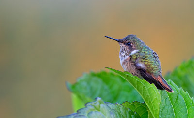 Scintillant Hummingbird / Fonkelende kolibrie