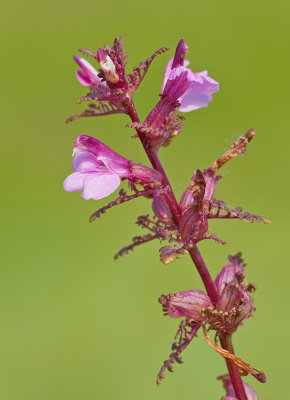 Marsh lousewort / Moeraskartelblad