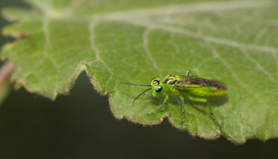 Rhogogaster punctulata