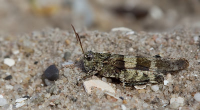 Blue-winged grasshopper / Blauwvleugelsprinkhaan