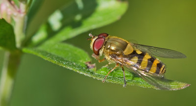 Common Banded Hoverfly / Bessenbandzweefvlieg
