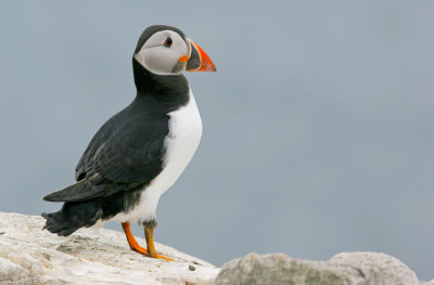 Puffin / Papegaaiduiker