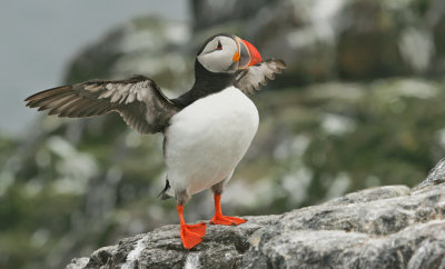 Puffin / Papegaaiduiker