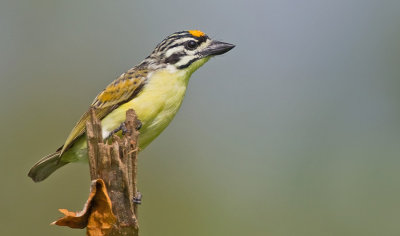 Yellow-fronted tinkerbird / Geelvoorhoofdketellapper