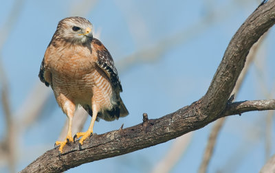 Red-shouldered hawk / Roodschouderbuizerd