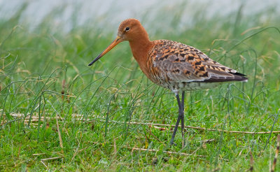 Icelandic Black-tailed Godwit / IJslandse Grutto