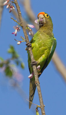Orange-fronted parakeet / Ivooraratinga