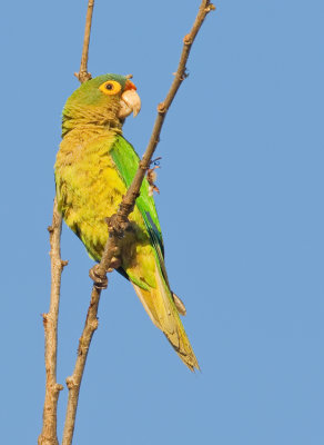 Orange-fronted parakeet / Ivooraratinga