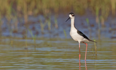 Black-necked stilt / Amerikaanse Steltkluut