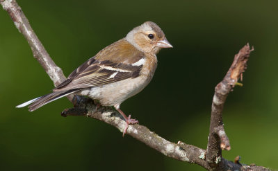 Chaffinch / Vink