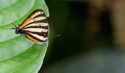 Arawacus togarna