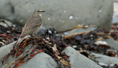 Rock pipit / Oeverpieper