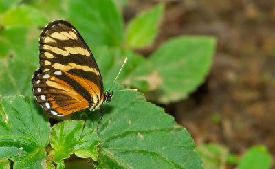 Variable Crescent / Eresia ithomioides alsina