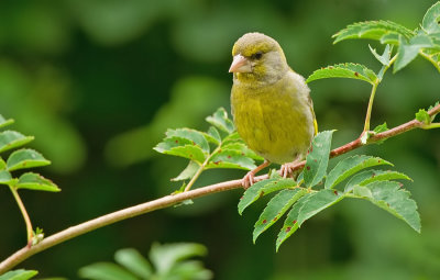 Greenfinch / Groenling