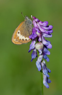 Darwin's heath / Darwins hooibeestje 