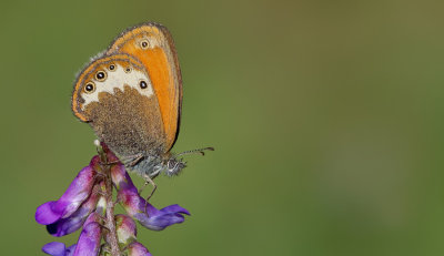 Darwin's heath / Darwins hooibeestje 