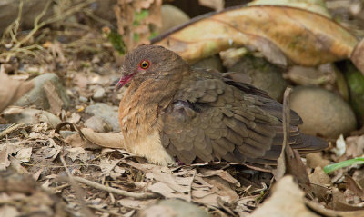 Ruddy quail-dove / Bergkwartelduif