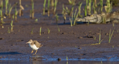 Spotted sandpiper / Amerikaanse oeverloper