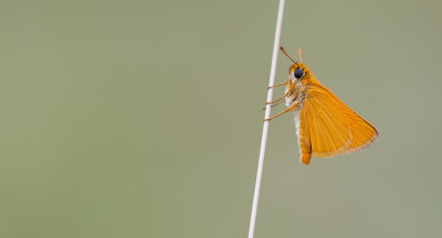 Lulworth Skipper / Dwergdikkopje