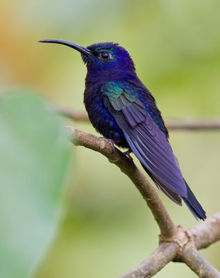 Violet Sabrewing / Violette sabelvleugel
