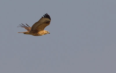 Long-legged buzzard / Arendbuizerd