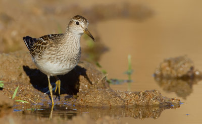Pectoral sandpiper / Gestreepte strandloper