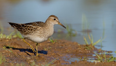 Pectoral sandpiper / Gestreepte strandloper