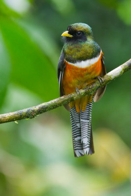 Orange-bellied Trogon / Oranjebuiktrogon