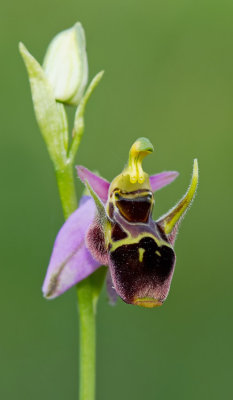 Horned Woodcock Orchid / Gehoornde sniporchis (Ophrys scolopax subsp. cornuta) 