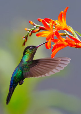 Fiery-throated Hummingbird / Irazukolibrie