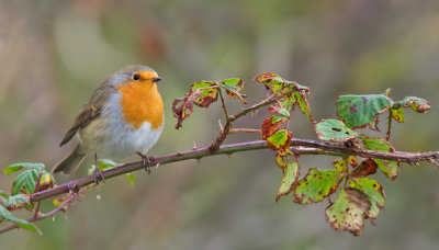 Robin / Roodborstje