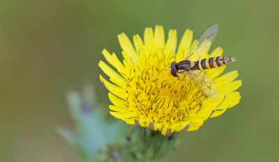 Long Hoverfly / Grote langlijf