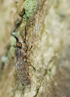 Common Horse Fly / Regendaas