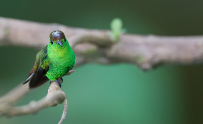 Coppery-headed Emerald / Koperkopsmaragdkolibrie