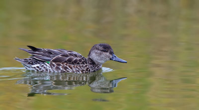 Common Teal / Wintertaling