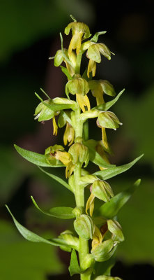 Frog orchid / Groene nachtorchis