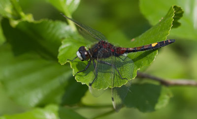 Yellow-spotted Whiteface / Gevlekte witsnuitlibel