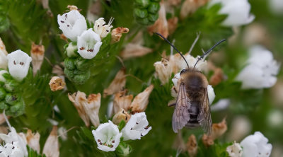 Eucera gracilipes