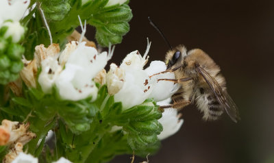 Eucera gracilipes