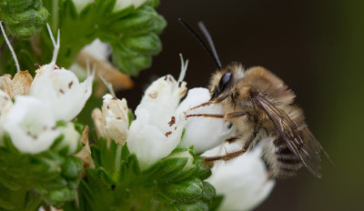 Eucera gracilipes