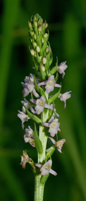 Short-spurred fragrant orchid / Welriekende muggenorchis
