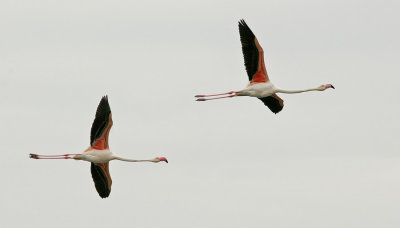Greater Flamingo / Europese flamingo