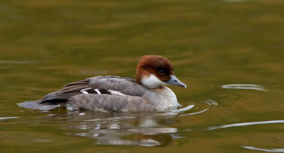 Smew / Nonnetje