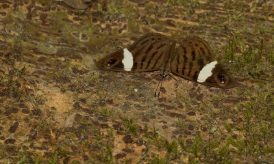 Ectima erycinoides