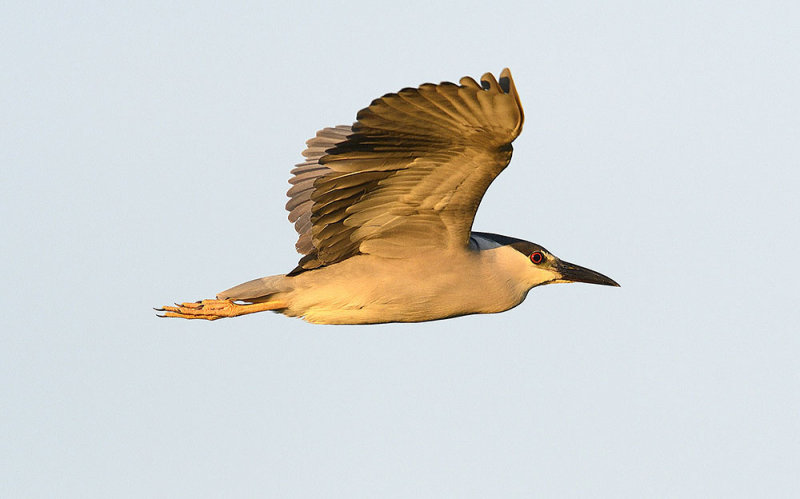 Resize of _DSC1002.jpg