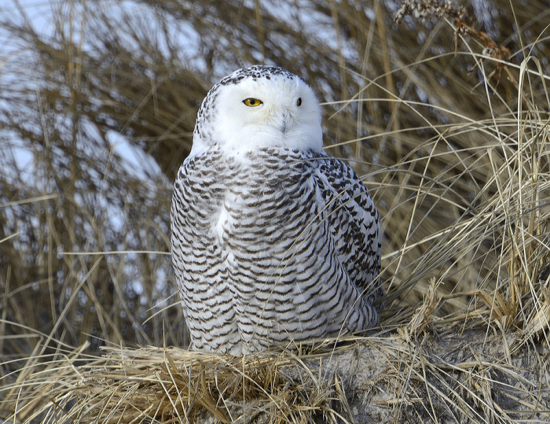 _DSC9635.jpg