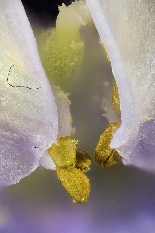 2015-03-15-16.30.00 ZS PMax.jpg