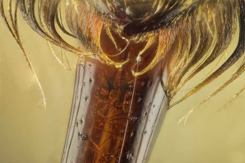 2015-10-09-17.56.52 ZS PMax.jpg